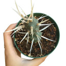 How to grow Paper spine cactus, indoor succulents, succulents garden, succulent subscription, monthly succulents, succulent care guide, succulent care tips, paper spine cactus in California,Succulents shop near me, how to grow succulents, succulents shop in California, Succulents, cactus, succulent plant, succulent care, succulents for sale, cactus, cactus succulent, succulent cactus, cacti, cactus and succulents, succulents box, succulent shop, buy succulents online