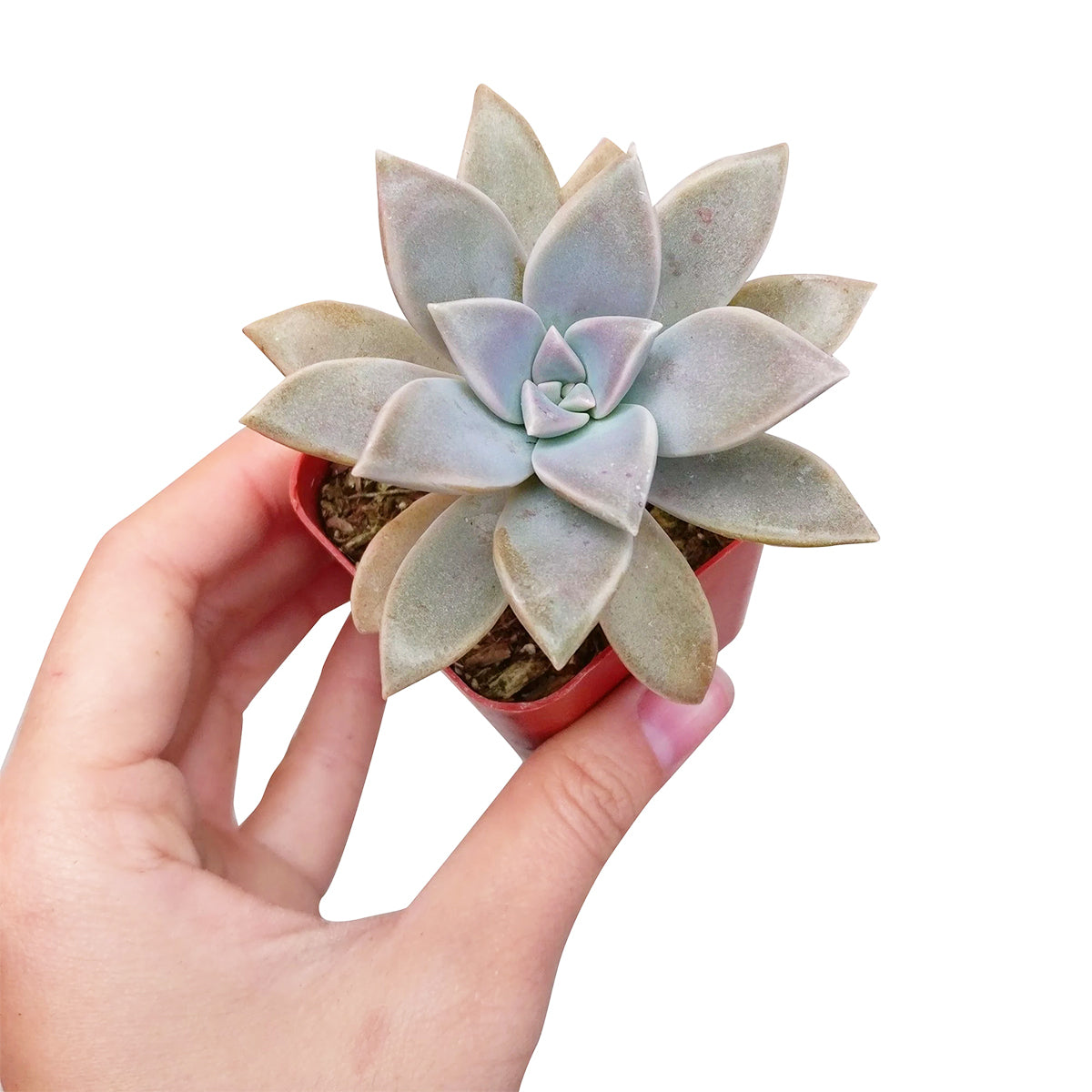 ghost succulent plant Ghost Plant Graptopetalum paraguayense