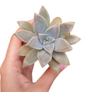 Ghost Plant for sale, indoor succulents, monthly succulents, succulent plant, how to grow succulents, Succulents shop near me, succulent subscription, cactus, succulent care guide, Ghost Plant in California, How to grow Ghost Plant, rare succulents, rare succulents for sale, unique succulents, buy succulents online, rare succulent, succulent shop, unusual succulents, succulent store, succulents online