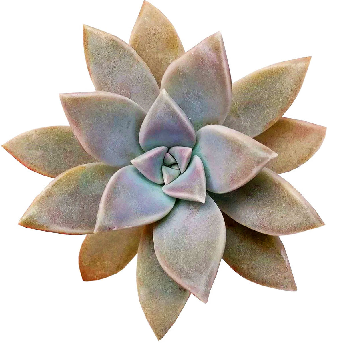 succulent plant transparent Ghost Plant Graptopetalum paraguayense