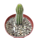 Peanut cactus for sale, Succulents shop near me, succulent subscription, Succulents, succulent plant, succulents shop in California, succulents store in CA, Rare succulents, indoor succulents, Peanut cactus in California, How to grow Peanut cactus, cactus, cactus succulent, succulent cactus, cacti, cactus and succulents, succulents box, succulent shop, buy succulents online