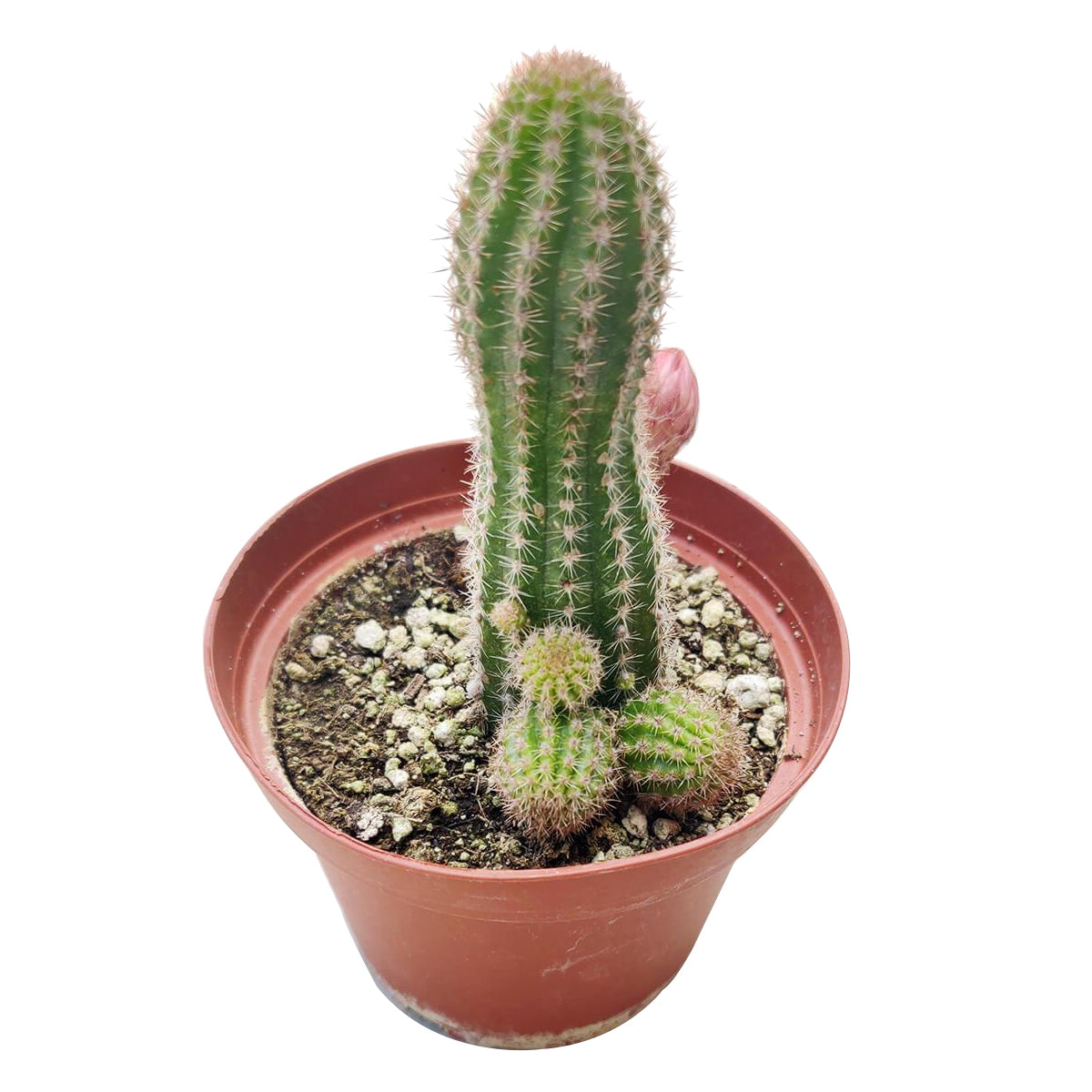 Peanut cactus for sale, Succulents shop near me, succulent subscription, Succulents, succulent plant, succulents shop in California, succulents store in CA, Rare succulents, indoor succulents, Peanut cactus in California, How to grow Peanut cactus, cactus, cactus succulent, succulent cactus, cacti, cactus and succulents, succulents box, succulent shop, buy succulents online