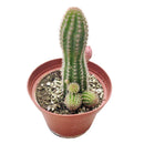 Peanut cactus for sale, Succulents shop near me, succulent subscription, Succulents, succulent plant, succulents shop in California, succulents store in CA, Rare succulents, indoor succulents, Peanut cactus in California, How to grow Peanut cactus, cactus, cactus succulent, succulent cactus, cacti, cactus and succulents, succulents box, succulent shop, buy succulents online