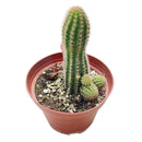 Peanut cactus for sale, Succulents shop near me, succulent subscription, Succulents, succulent plant, succulents shop in California, succulents store in CA, Rare succulents, indoor succulents, Peanut cactus in California, How to grow Peanut cactus, cactus, cactus succulent, succulent cactus, cacti, cactus and succulents, succulents box, succulent shop, buy succulents online
