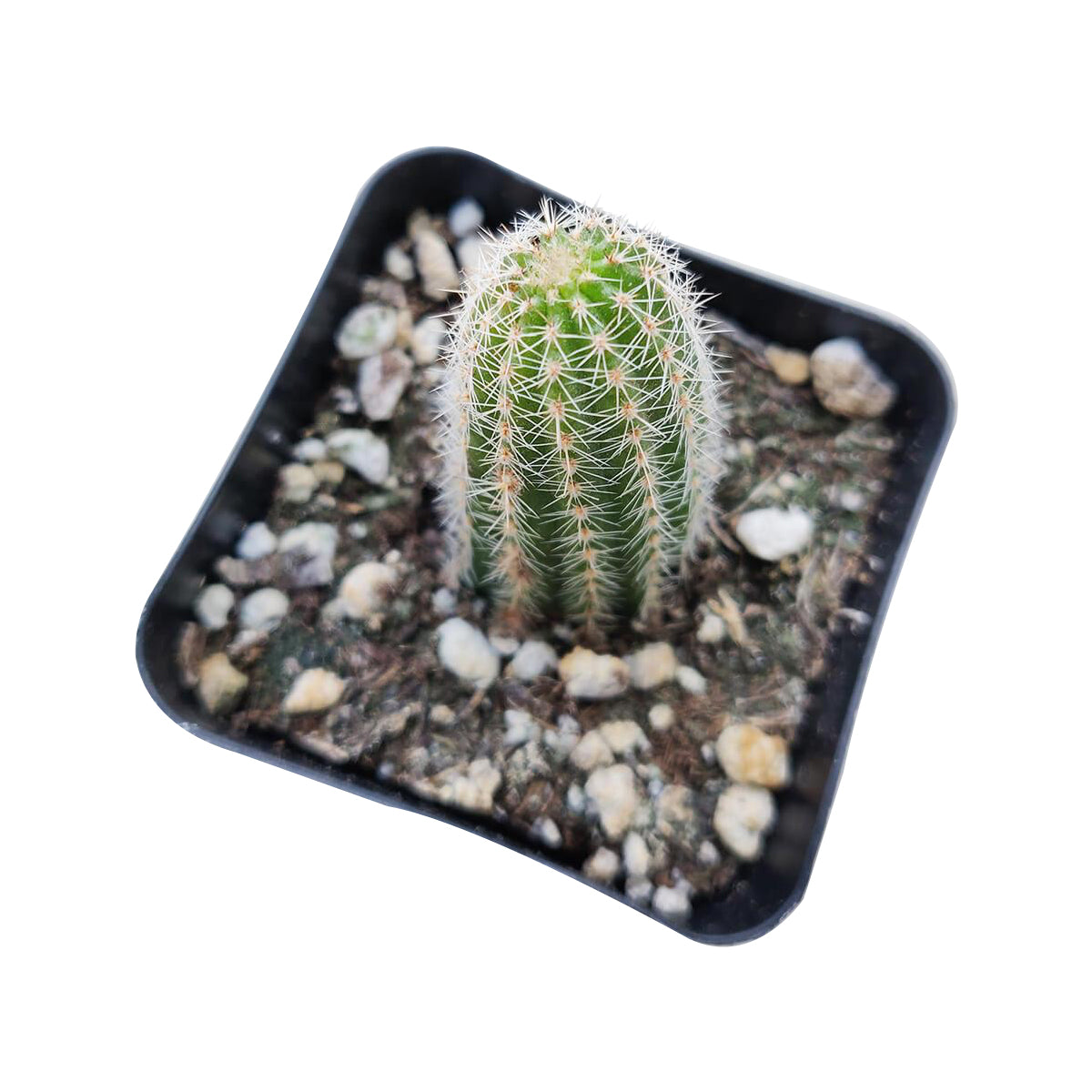 peanut succulent Peanut Cactus - Echinopsis Chamaecereus Succulent