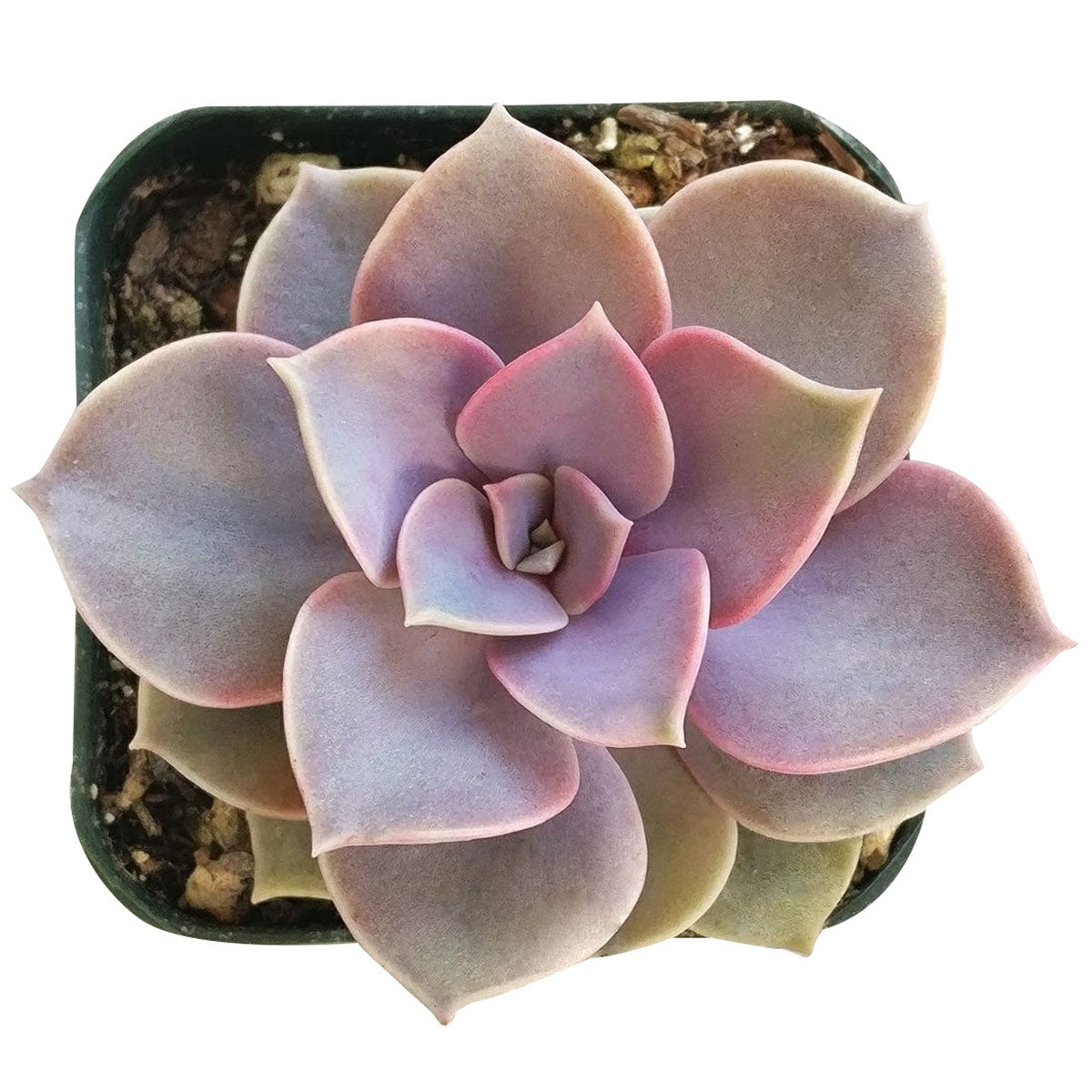 pvn succulent Echeveria Perle Von Nurnberg 2 inch by Succulents Box