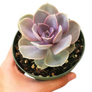 Echeveria perle von nurnberg, succulent subscription, succulents store in CA, succulent plant, indoor succulents