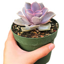 Echeveria perle von nurnberg, succulent subscription, succulents store in CA, succulent plant, indoor succulents