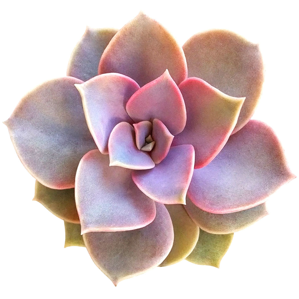 vons succulents Echeveria Perle Von Nurnberg 2 inch by Succulents Box