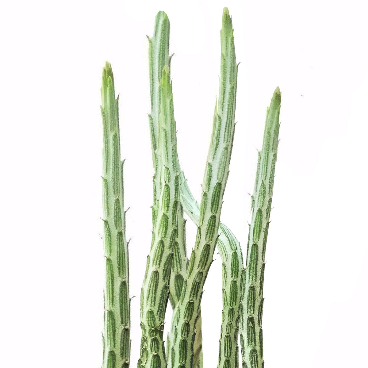 is a pickle plant a succulent Pickle Plant Kleinia Stapeliiformis: Rare & Unique Succulents Online