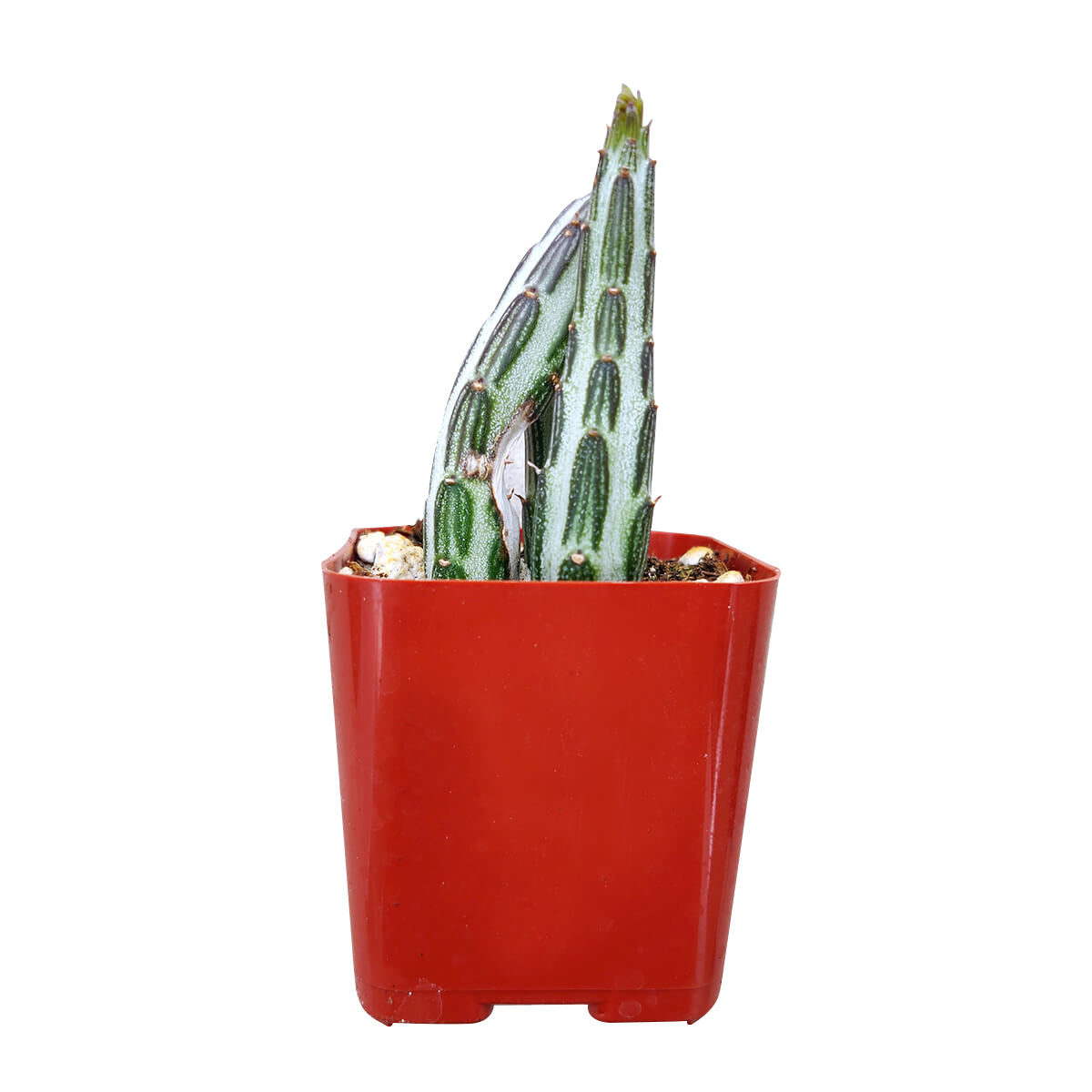 green stick like succulent Pickle Plant Kleinia Stapeliiformis: Rare & Unique Succulents Online 2 inch / White Modern Pot by Succulents Box