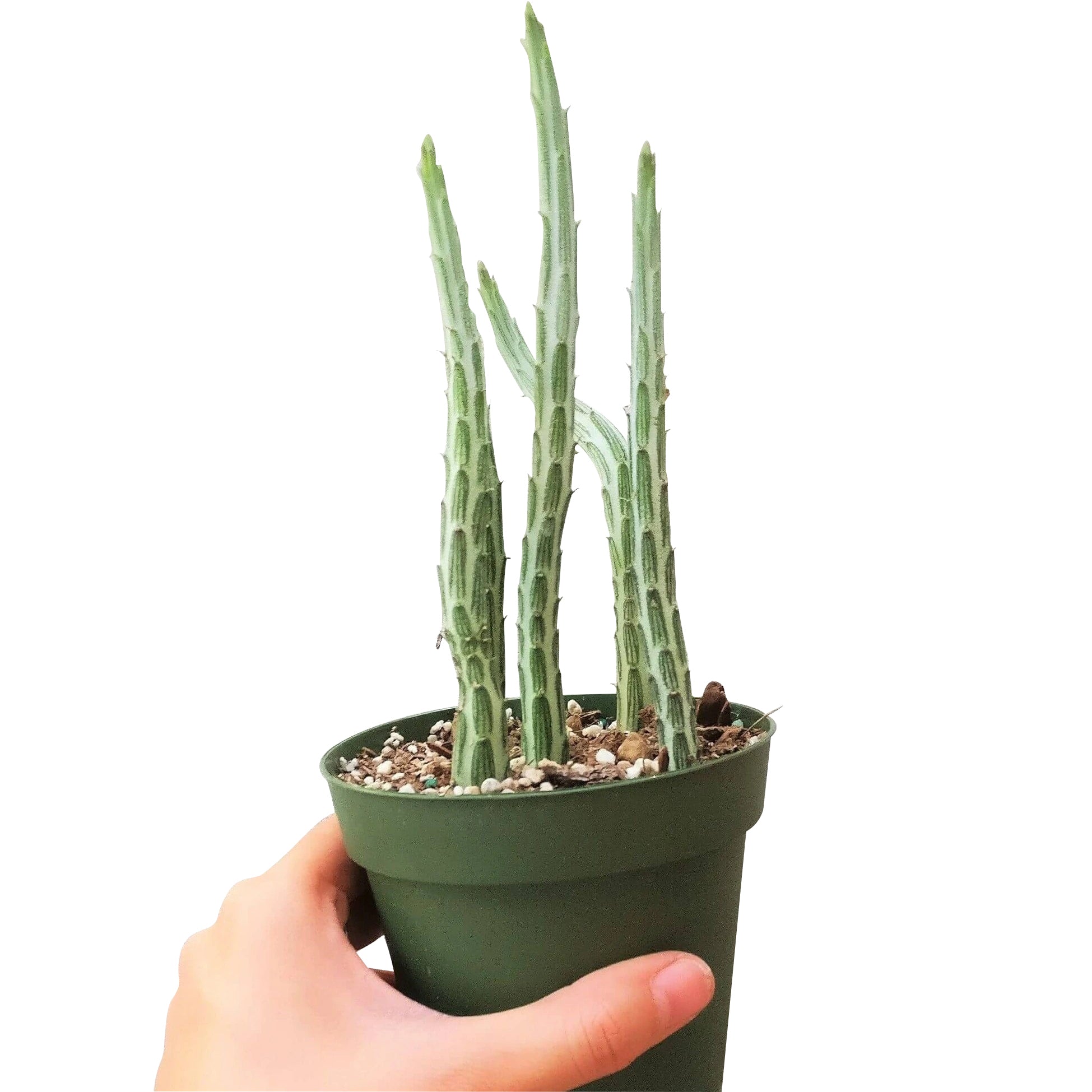 pickle succulent Pickle Plant Kleinia Stapeliiformis: Rare & Unique Succulents Online 2 inch / White Modern Pot by Succulents Box