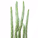 pickle plant, stapelia stemmed senecio, stapelioid kleinia, trailing jade, spider plant, inch worm, candle stick, candle plant, succulent box, succulent green