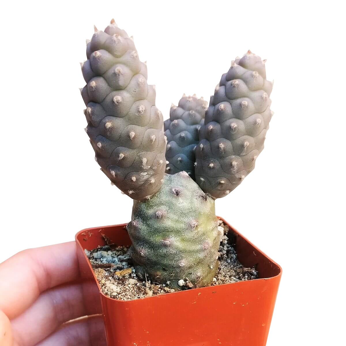 pine cone plant succulent Pine Cone Cactus Tephrocactus articulatus with Succulents Care Guide