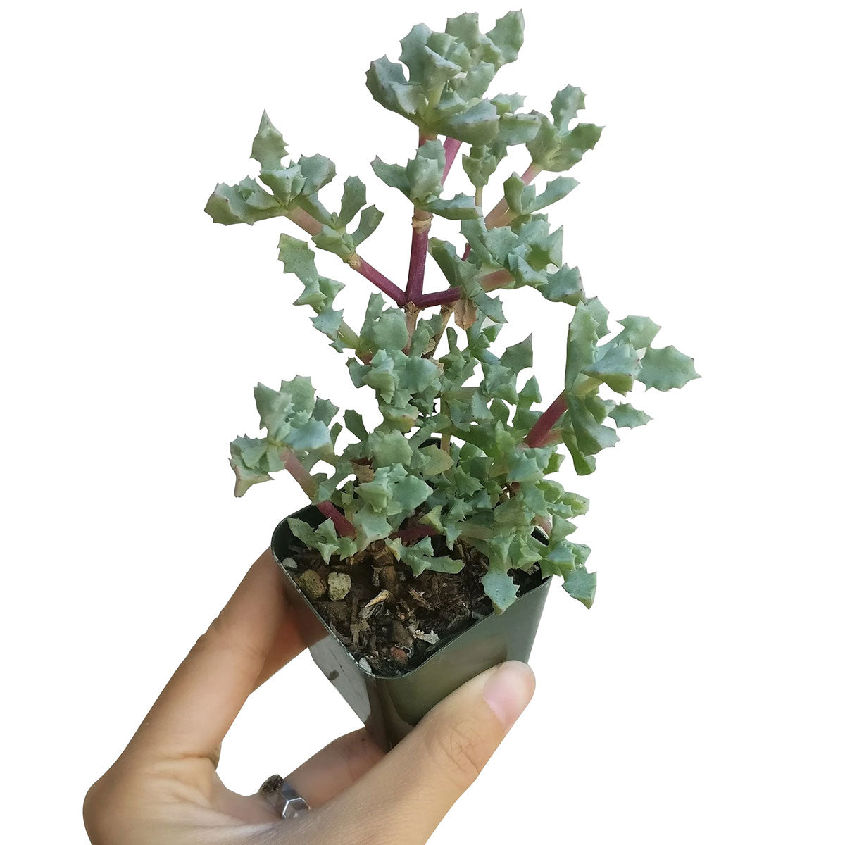 ice plant succulent care Pink Ice Plant Sandstone Vygie Succulent