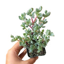 How to care for Pink Ice Plant Succulent Succulent, How to make your succulent purple, How to change succulent color, How to make Pink Ice Plant Succulent turn purple, Succulent turning purple, How to make succulents change color, How to grow colorful succulents, rare succulents, rare succulents for sale, unique succulents, buy succulents online, rare succulent, succulent shop, unusual succulents, succulent store, succulents online