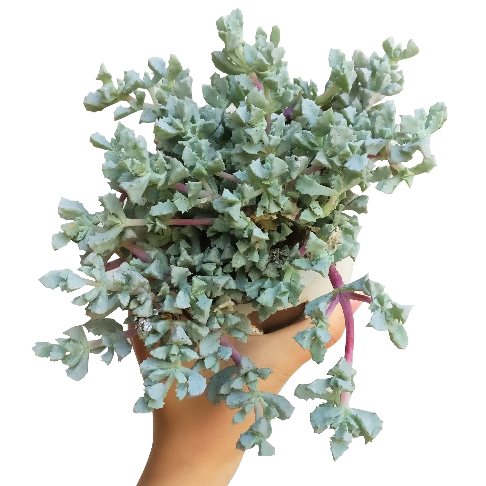 ice plant jade rock price Pink Ice Plant Sandstone Vygie Succulent