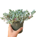 How to care for Pink Ice Plant Succulent Succulent, How to make your succulent purple, How to change succulent color, How to make Pink Ice Plant Succulent turn purple, Succulent turning purple, How to make succulents change color, How to grow colorful succulents, rare succulents, rare succulents for sale, unique succulents, buy succulents online, rare succulent, succulent shop, unusual succulents, succulent store, succulents online