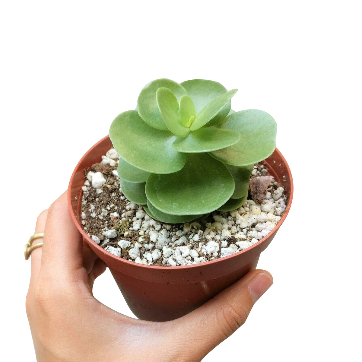 portulaca molokiniensis, &#39;ihi, succulent care, succulent subscription, cactus, Succulents shop near me, how to grow succulents, Rare succulents, indoor succulents, Succulents, portulaca molokiniensis in California, How to grow portulaca molokiniensis, rare succulents, rare succulents for sale, unique succulents, buy succulents online, rare succulent, succulent shop, unusual succulents, succulent store, succulents online