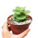 portulaca molokiniensis, &#39;ihi, succulent care, succulent subscription, cactus, Succulents shop near me, how to grow succulents, Rare succulents, indoor succulents, Succulents, portulaca molokiniensis in California, How to grow portulaca molokiniensis, rare succulents, rare succulents for sale, unique succulents, buy succulents online, rare succulent, succulent shop, unusual succulents, succulent store, succulents online