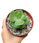 portulaca molokiniensis, &#39;ihi, succulent care, succulent subscription, cactus, Succulents shop near me, how to grow succulents, Rare succulents, indoor succulents, Succulents, portulaca molokiniensis in California, How to grow portulaca molokiniensis, rare succulents, rare succulents for sale, unique succulents, buy succulents online, rare succulent, succulent shop, unusual succulents, succulent store, succulents online