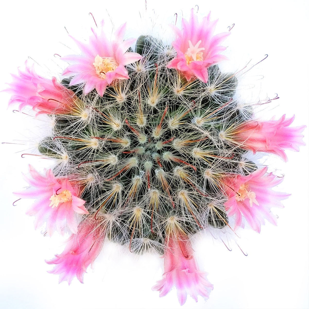 Powder Puff Pincushion Cactus - Mammillaria Bocasana Succulent for Sale