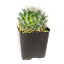 Powder Puff Cactus for sale, Powder Puff Cactus in California, how to grow Powder Puff Cactus, succulents, cactus, succulent plant, succulent care, indoor succulents, succulents garden, succulent subscription, monthly succulents, succulent care guide, succulent care tips, succulents shop in California, cactus, cactus succulent, succulent cactus, cacti, cactus and succulents, succulents box, succulent shop, buy succulents online