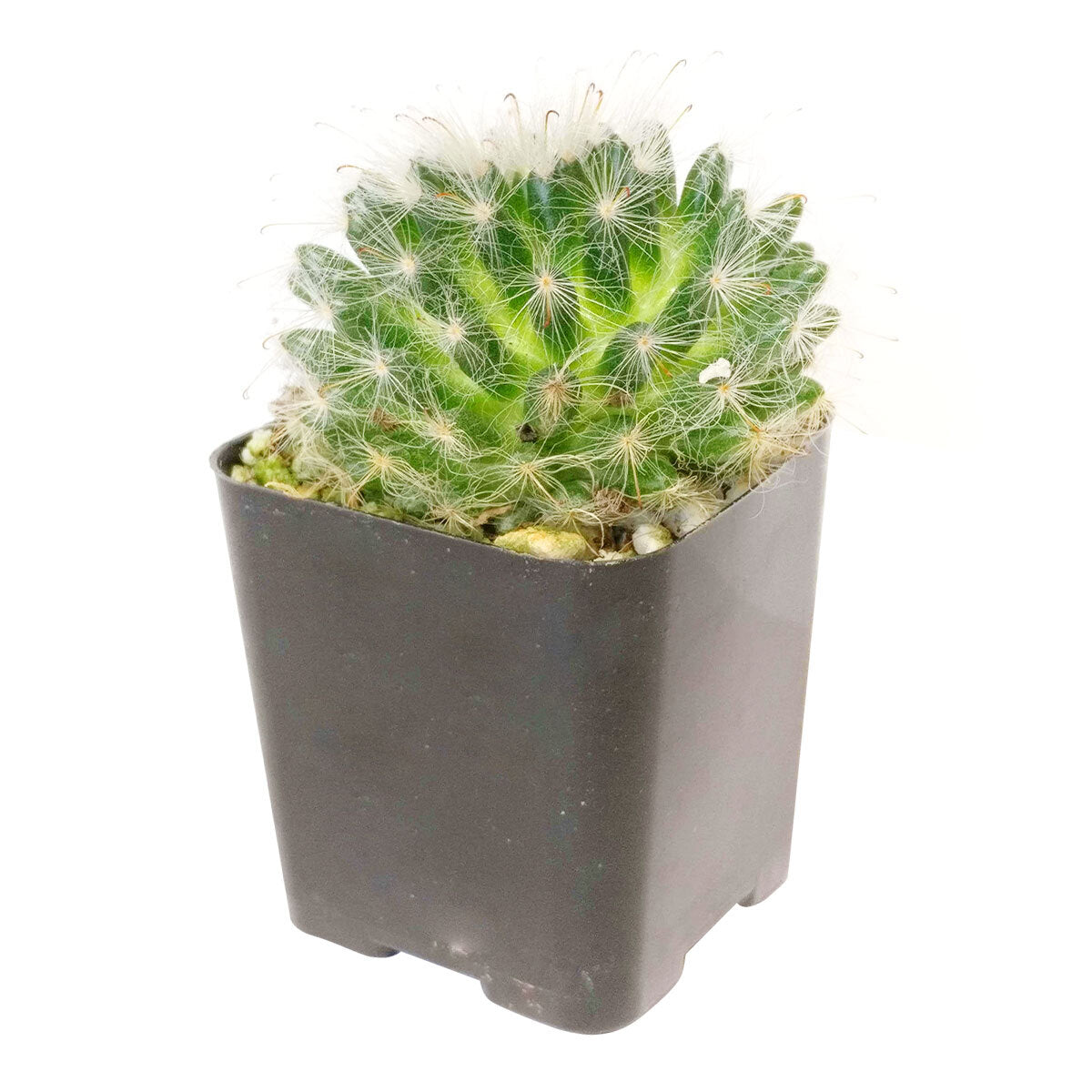 Powder Puff Cactus for sale, Powder Puff Cactus in California, how to grow Powder Puff Cactus, succulents, cactus, succulent plant, succulent care, indoor succulents, succulents garden, succulent subscription, monthly succulents, succulent care guide, succulent care tips, succulents shop in California, cactus, cactus succulent, succulent cactus, cacti, cactus and succulents, succulents box, succulent shop, buy succulents online
