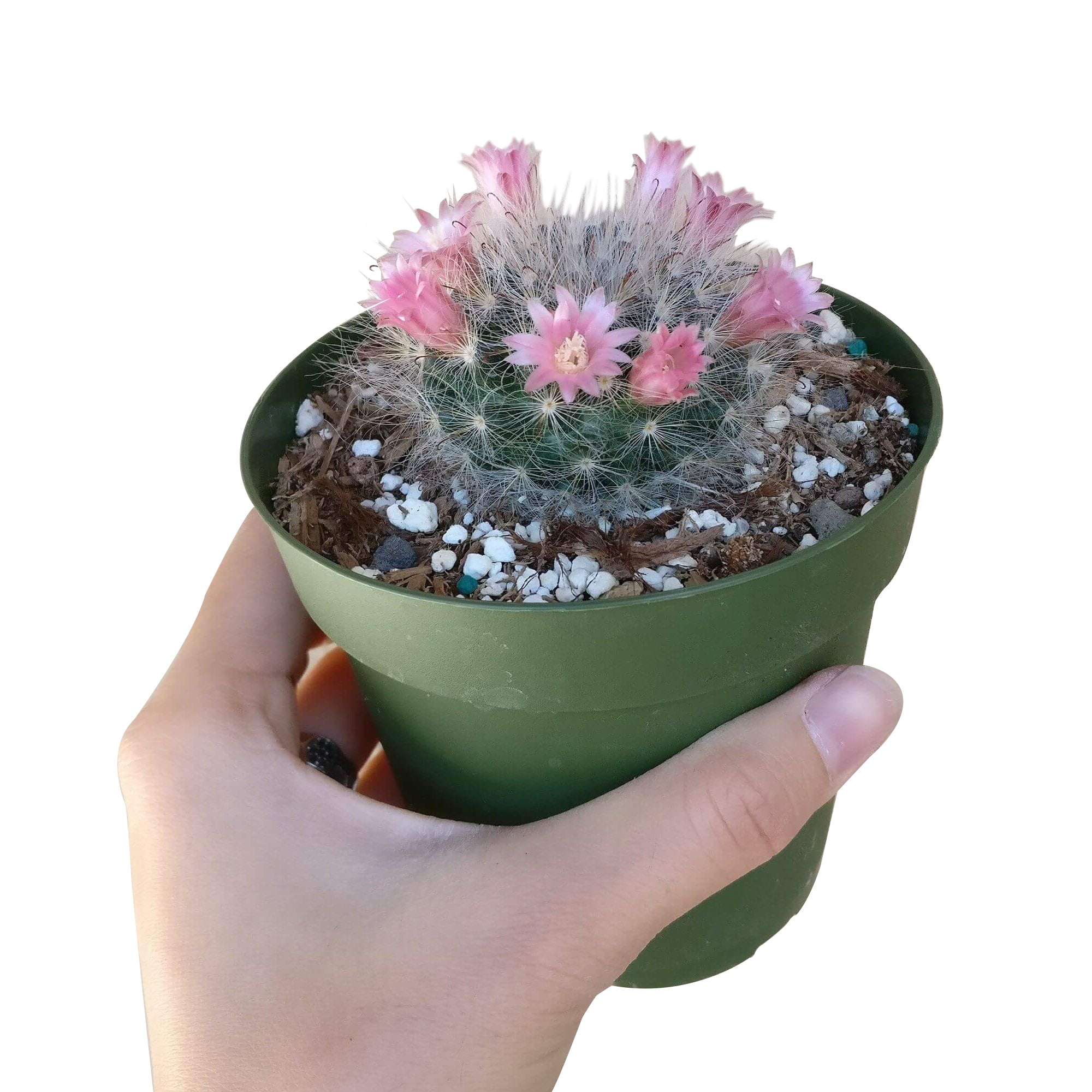 succulent powder puff Powder Puff Pincushion Cactus - Mammillaria Bocasana Succulent for Sale
