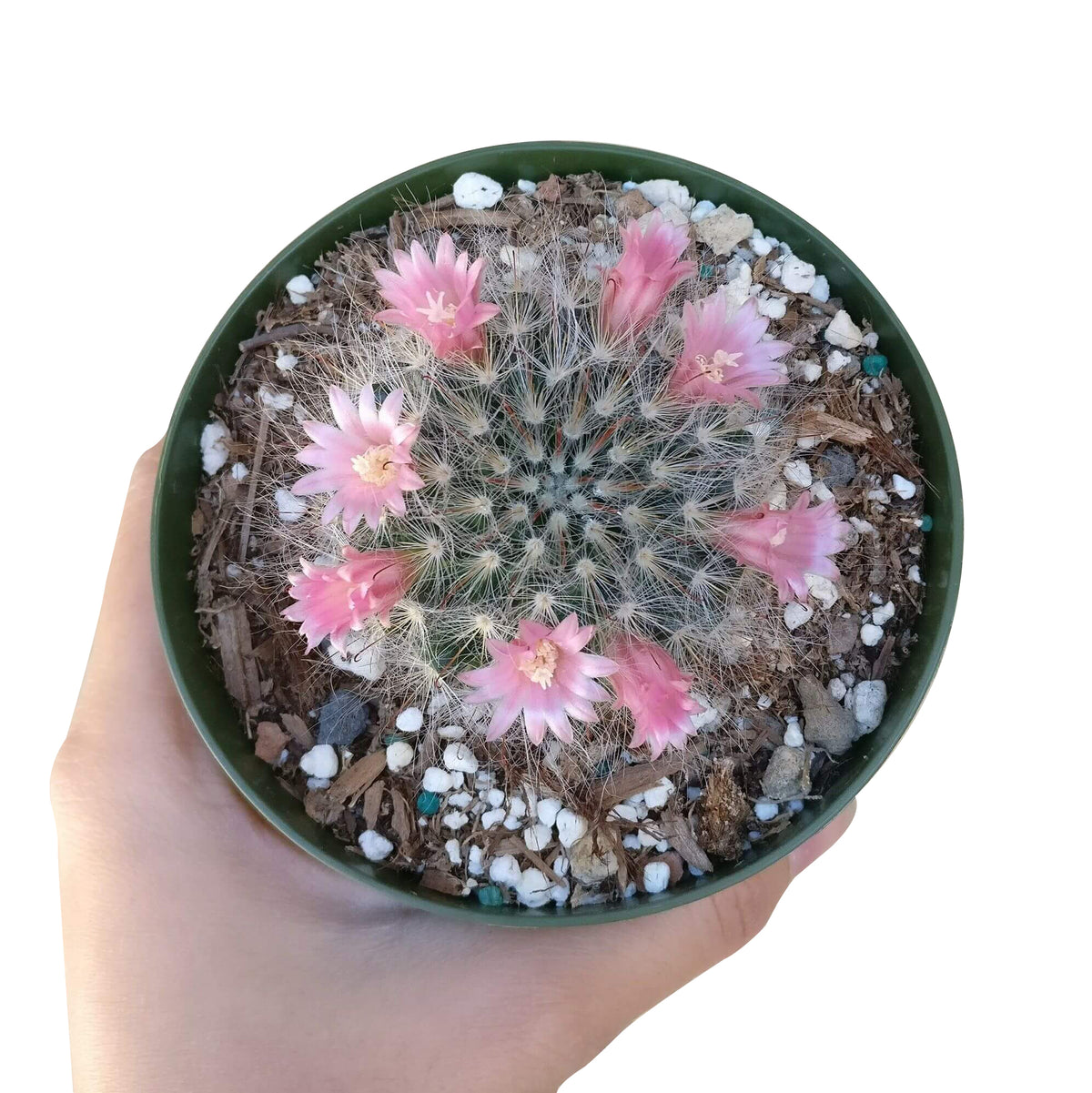 Powder Puff Cactus for sale, Powder Puff Cactus in California, how to grow Powder Puff Cactus, succulents, cactus, succulent plant, succulent care, indoor succulents, succulents garden, succulent subscription, monthly succulents, succulent care guide, succulent care tips, succulents shop in California, cactus, cactus succulent, succulent cactus, cacti, cactus and succulents, succulents box, succulent shop, buy succulents online