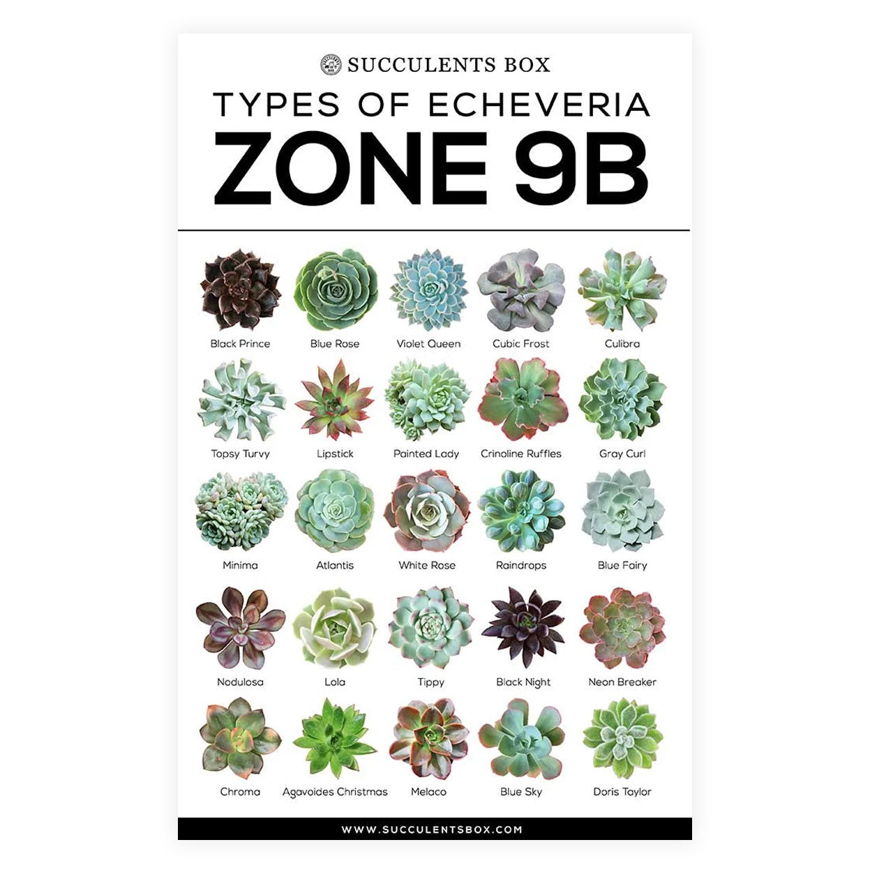 succulents in zone 5 Printable Arts: Types of Succulent Zones | Choosing Hardy Succulents for Zone