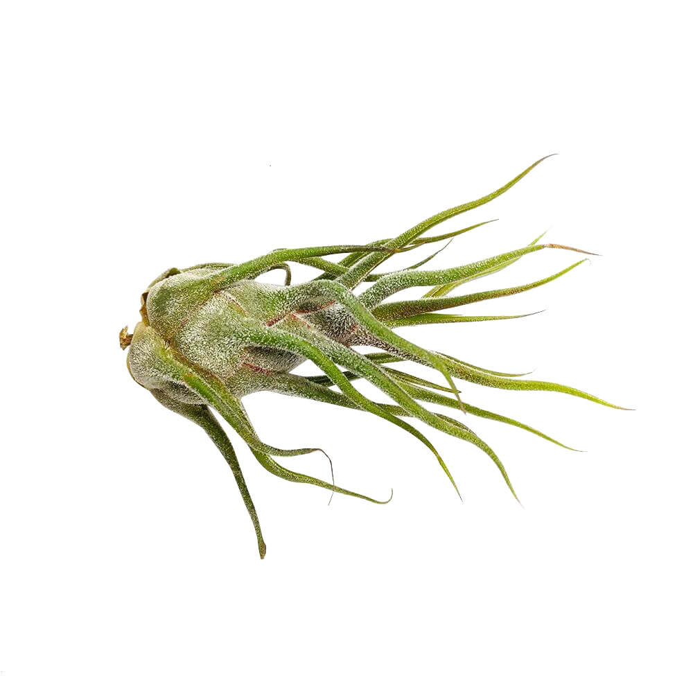 Pruinosa Fuzzy Wuzzy Air Plant &amp; Care Guide, air plants subscription box monthly, air plants gift boxes, airplants decor ideas, How to grow Pruinosa indoor