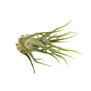 Pruinosa Fuzzy Wuzzy Air Plant &amp; Care Guide, air plants subscription box monthly, air plants gift boxes, airplants decor ideas, How to grow Pruinosa indoor