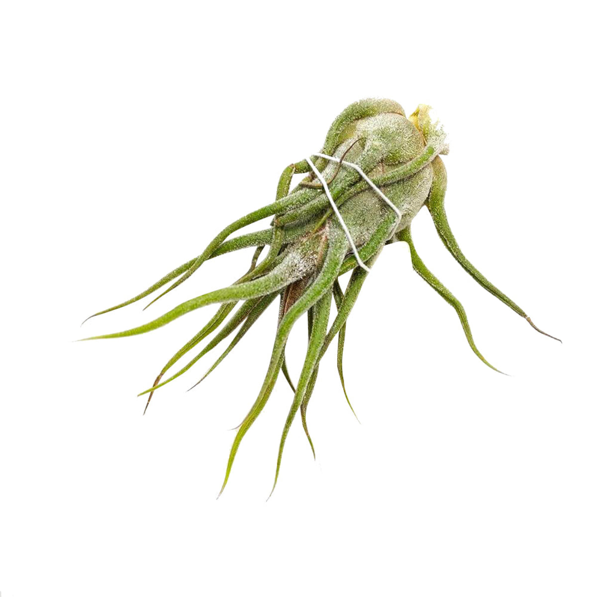 fuzzy wuzzy air plant Tillandsia Pruinosa Fuzzy Wuzzy