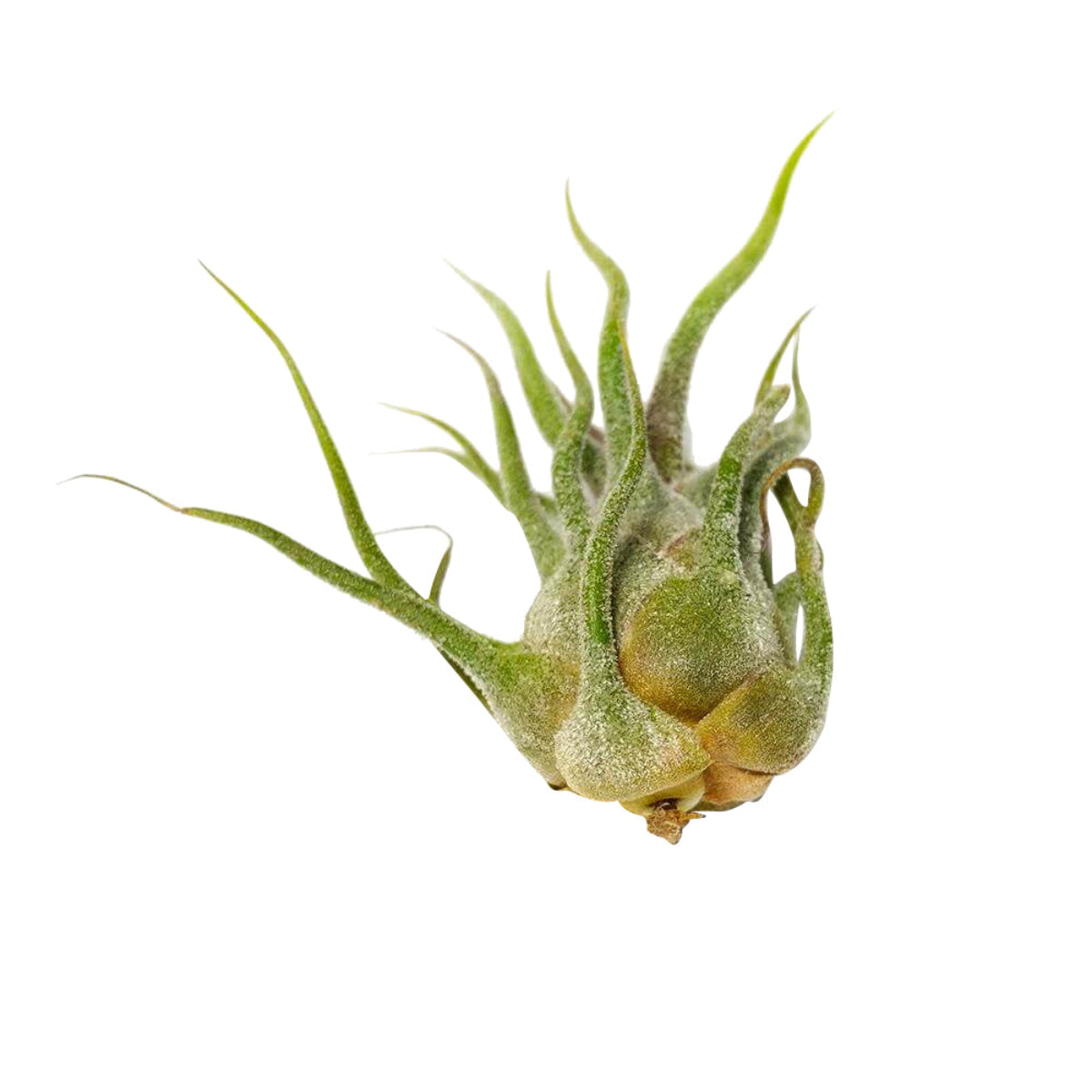 hairy air plant Tillandsia Pruinosa "Fuzzy Wuzzy" | The Velvet Wonder Air Plant