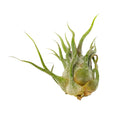 Pruinosa Fuzzy Wuzzy Air Plant &amp; Care Guide, air plants subscription box monthly, air plants gift boxes, airplants decor ideas, How to grow Pruinosa indoor