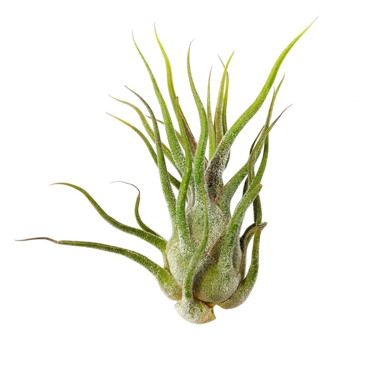 white fuzzy air plant Tillandsia Pruinosa "Fuzzy Wuzzy" | The Velvet Wonder Air Plant