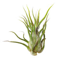 Pruinosa Fuzzy Wuzzy Air Plant &amp; Care Guide, air plants subscription box monthly, air plants gift boxes, airplants decor ideas, How to grow Pruinosa indoor