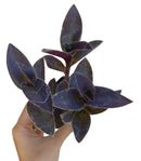 Purple Heart Tradescantia Pallida, easy to care houseplant, best indoor plant for home office decoration, purple heart plant, how to care for tradescantia pallida, care tips for growing Purple Heart Plants
