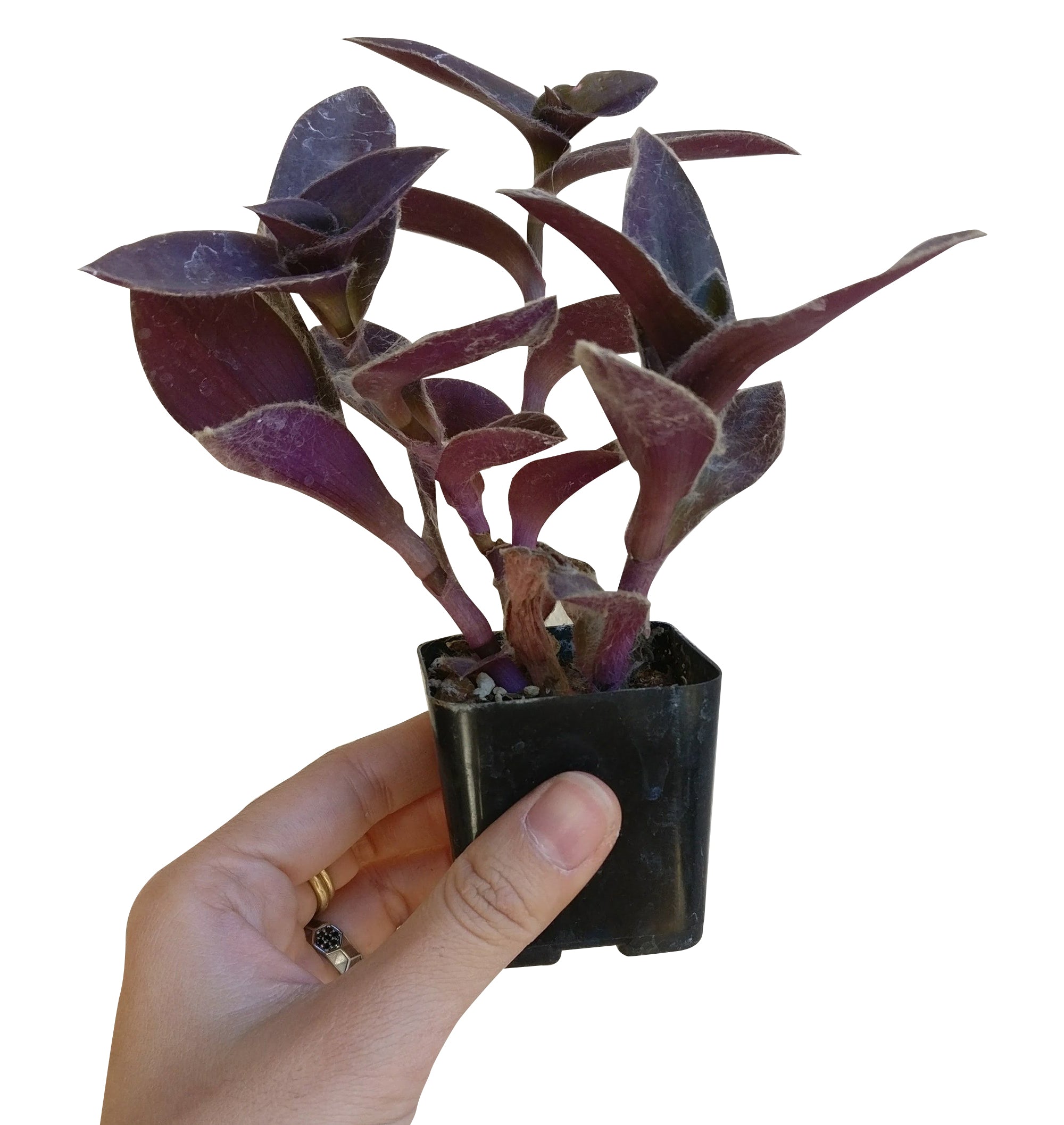 succulents box purple heart tradescantia pallida Purple Heart Tradescantia Pallida - Purple Heart Plants For Sale