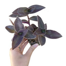 Purple Heart Tradescantia Pallida, easy to care houseplant, best indoor plant for home office decoration, purple heart plant, how to care for tradescantia pallida, care tips for growing Purple Heart Plants