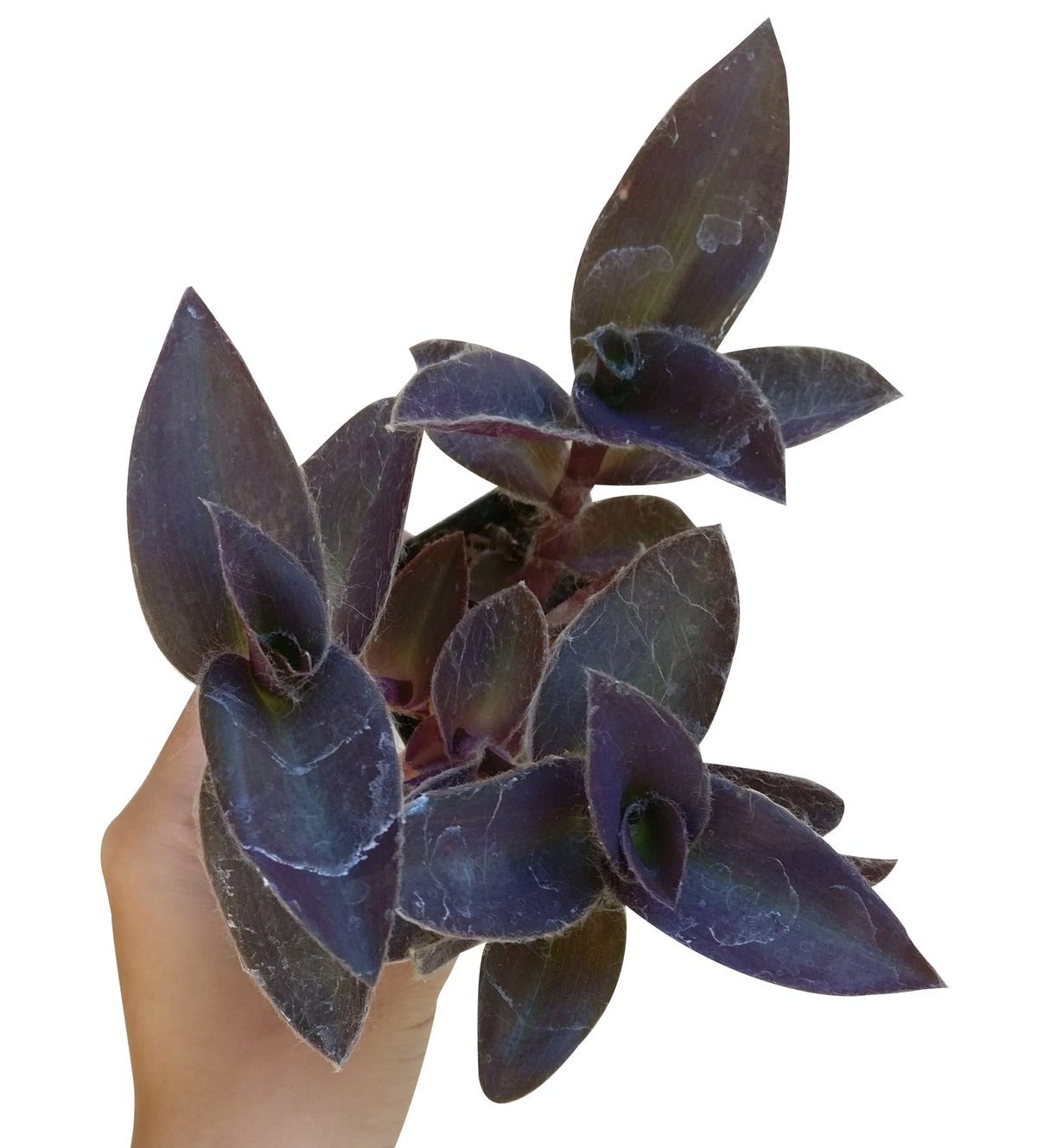 purple heart, tradescantia pallida, purple wandering jew, purple secret, purple heart spiderwort, purple succulent, growing succulent, purple plant, succulent care, cool garden ideas, how to grow succulents, succulents garden, tradescantia pallid in California, How to grow tradescantia pallid, rare succulents, rare succulents for sale, unique succulents, buy succulents online, rare succulent, unusual succulents, indoor succulents, wandering jew for sale, wandering jew, buy wandering jew