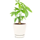 money tree with pot, Easy &amp; Low Light indoor plant, Pachira Stump Money Tree