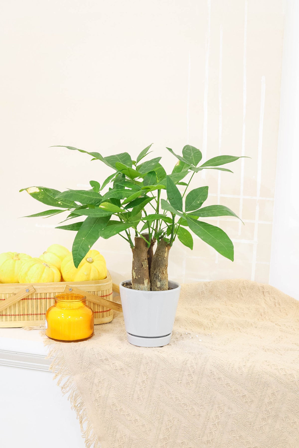 Pachira Stump Money Tree, Buy Pachira Stump Money Tree online, money tree with pot