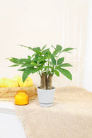 money tree with pot, Easy &amp; Low Light indoor plant, Pachira Stump Money Tree