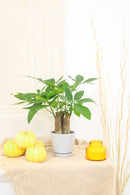 money tree with pot, Easy &amp; Low Light indoor plant, Pachira Stump Money Tree