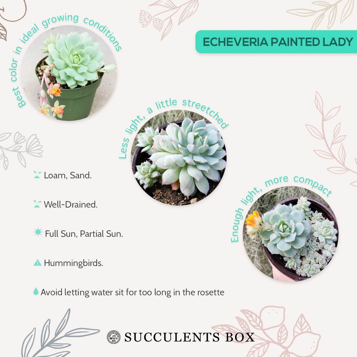 How to care for Echeveria Painted Lady Succulent, How to make your succulent purple, How to change succulent color, How to make Echeveria Painted Lady turn purple, Succulent turning purple, How to make succulents change color, How to grow colorful succulents, echeveria, echeveria succulent, echeveria types, succulent echeveria, buy succulents online, succulent shop, succulent store, echeveria plant,  indoor succulents