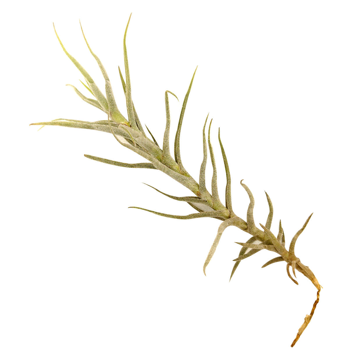 Tillandsia Paleacea air plant for sale, unique gift decor ideas, air plant subscription delivery monthly, Tillandsia Paleacea with air plant care guide, rare air plant