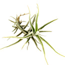 Tillandsia Paleacea air plant for sale, unique gift decor ideas, air plant subscription delivery monthly, Tillandsia Paleacea with air plant care guide, rare air plant