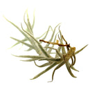 Tillandsia Paleacea air plant for sale, unique gift decor ideas, air plant subscription delivery monthly, Tillandsia Paleacea with air plant care guide, rare air plant